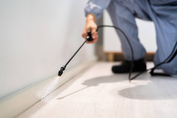 Certified termite inspector examining foundation in West Alexandria